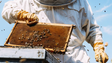 Vitamine și oligoelemente esențiale pentru sănătatea și viața reproductivă a albinelor
